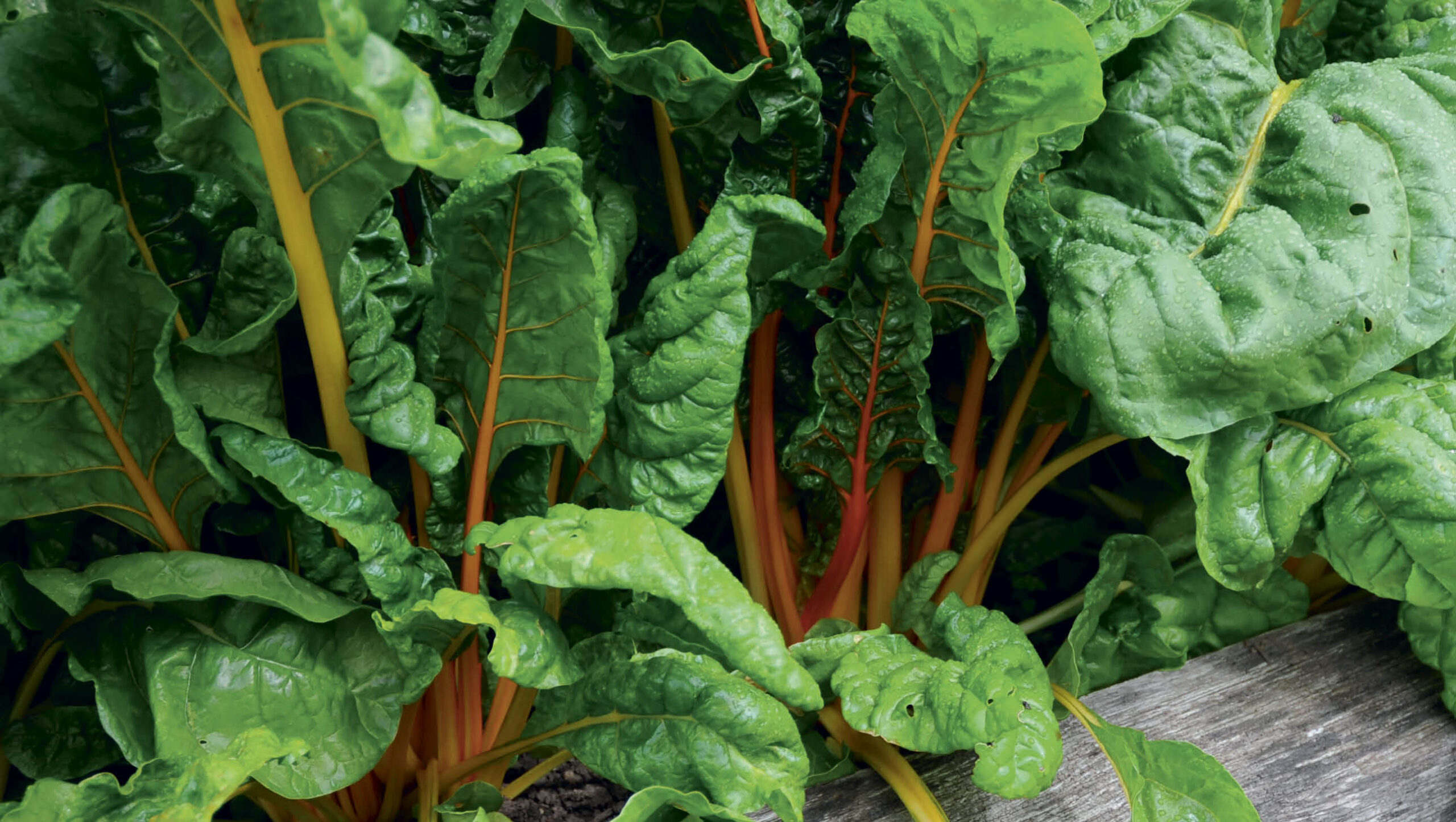 Silverbeet is colourful and delicious!